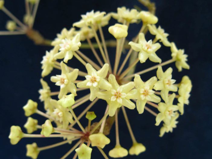 Hoya merrillii, photo 4