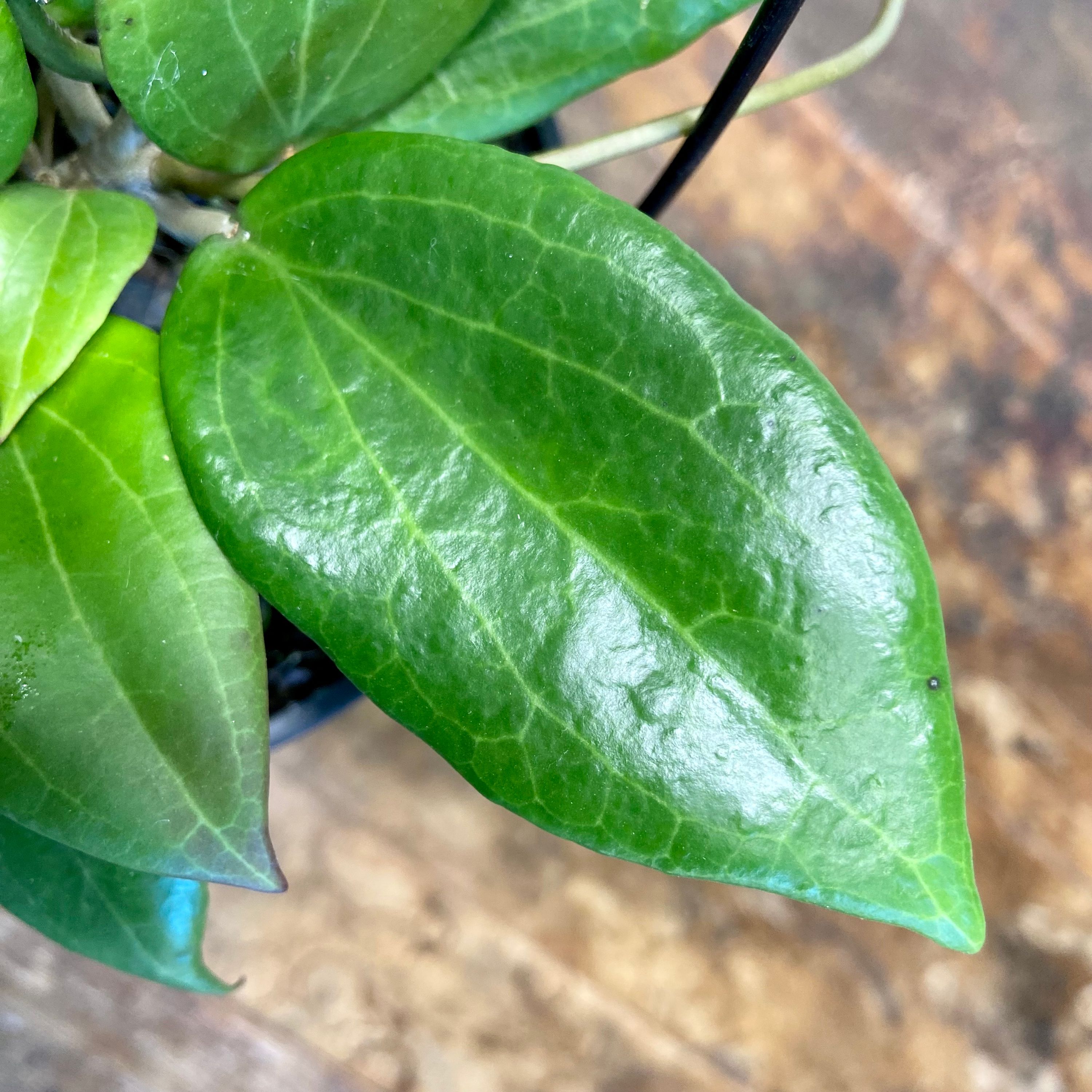 Hoya merrillii, photo 5