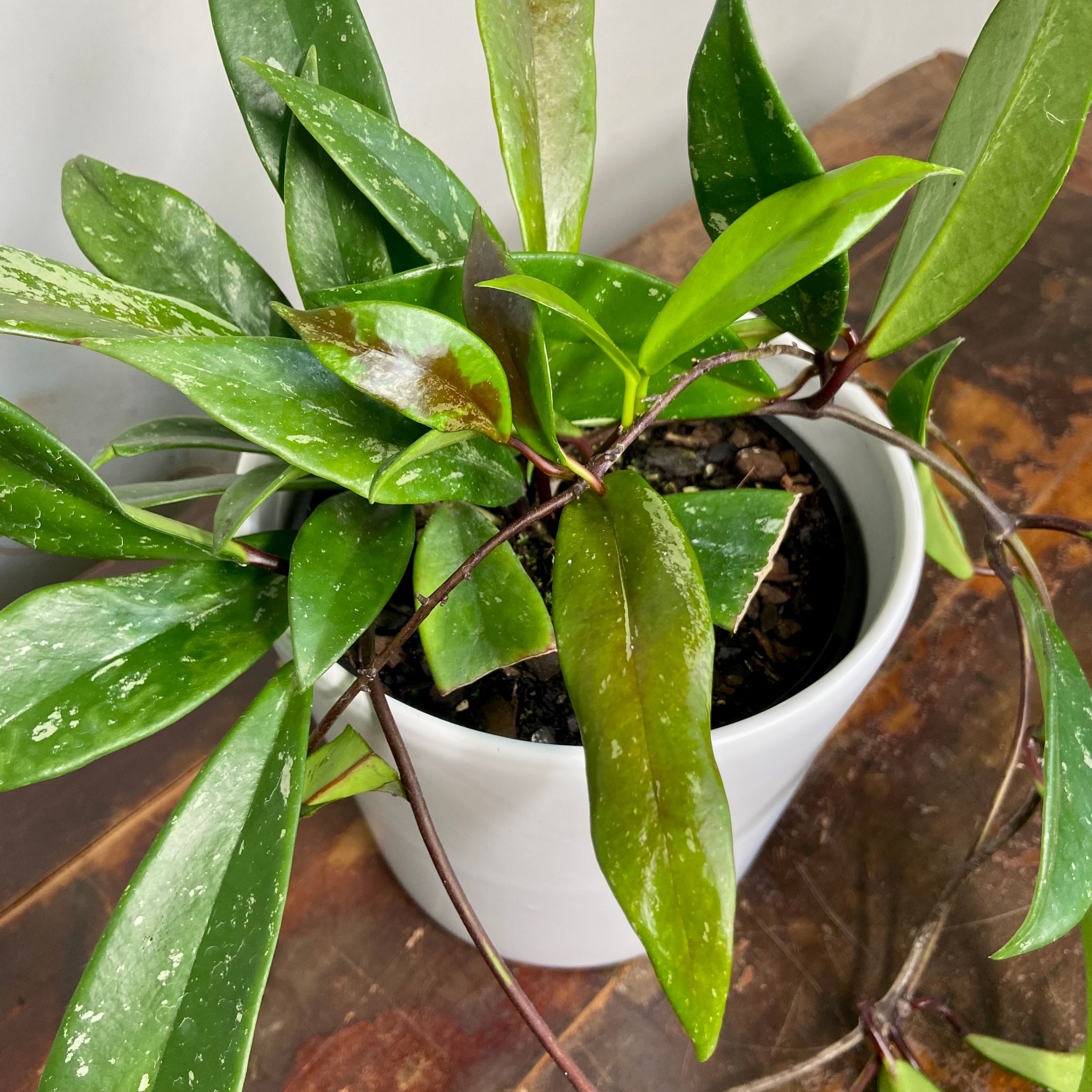 Hoya pubicalyx Royal Hawaiian Purple grown at the nursery
