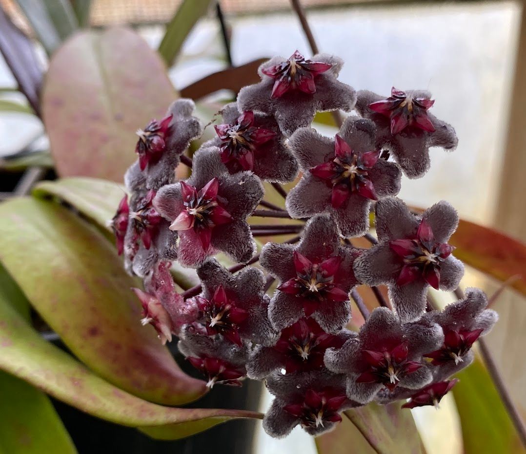 Hoya pubicalyx Royal Hawaiian Purple, photo 3