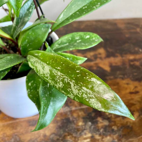 Hoya pubicalyx Royal Hawaiian Purple, photo 6
