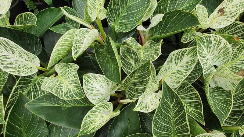Philodendron birkin grown at the nursery