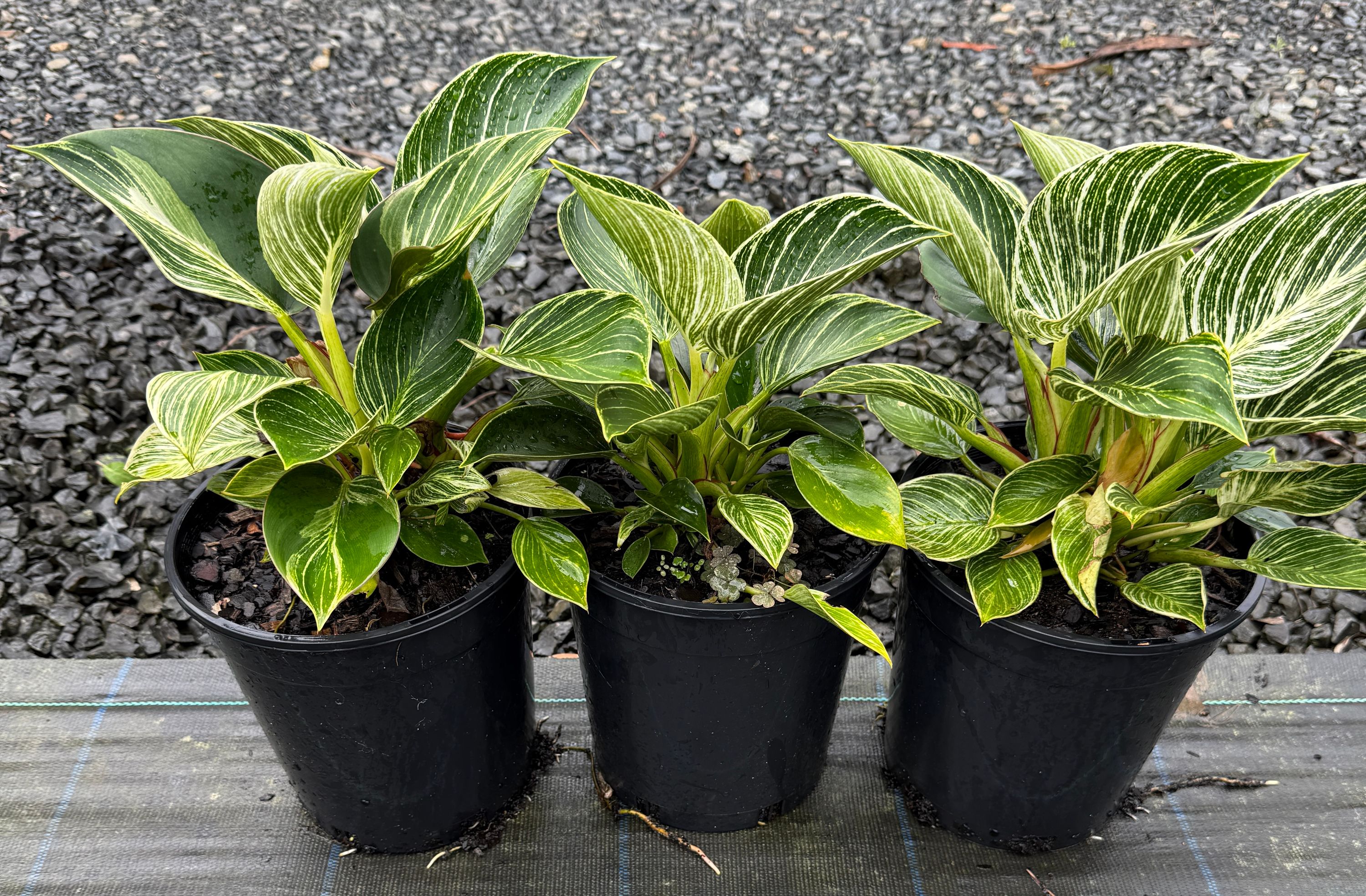 Philodendron birkin, photo 3