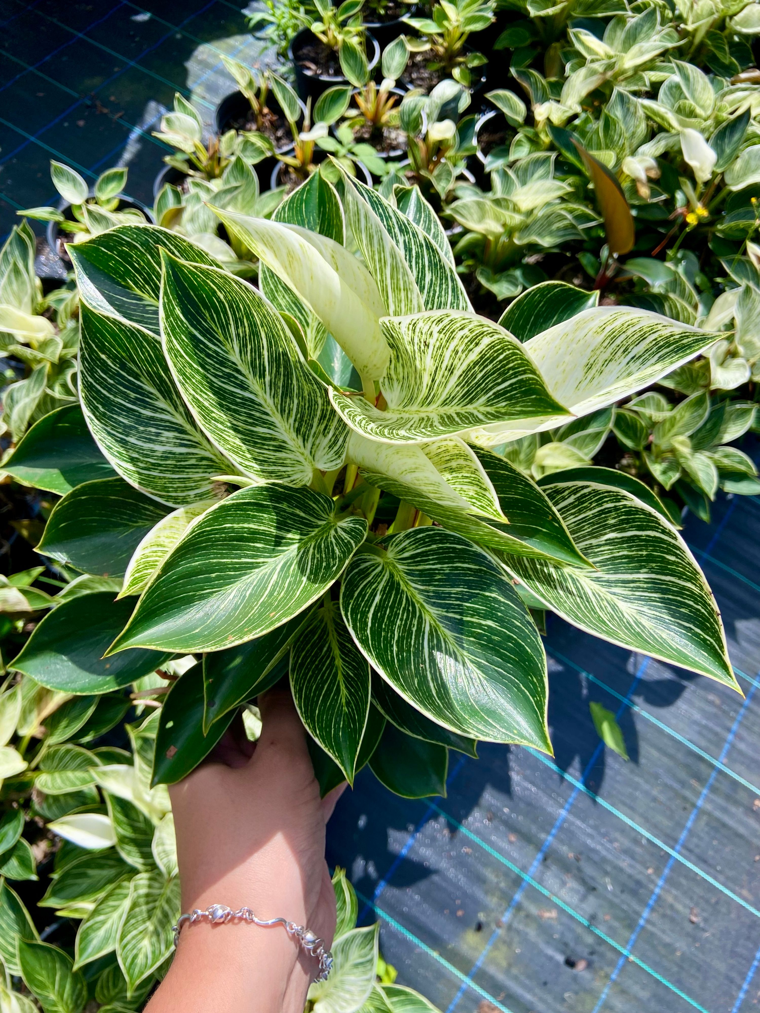 Philodendron birkin, photo 2