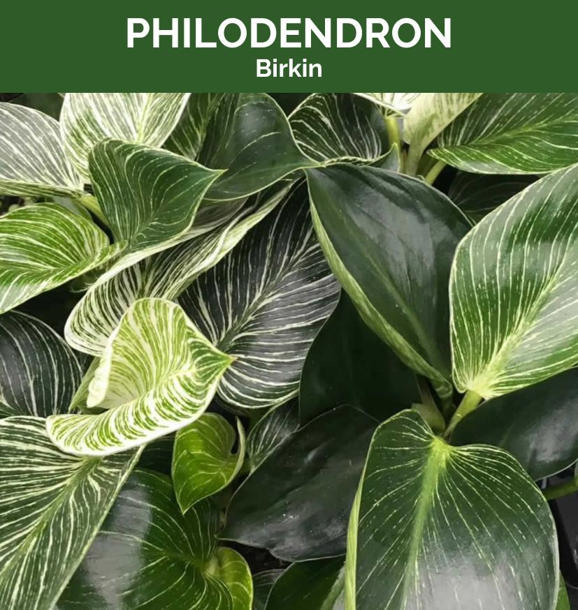 Philodendron birkin, photo 4