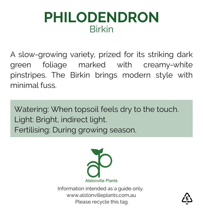 Philodendron birkin, photo 5