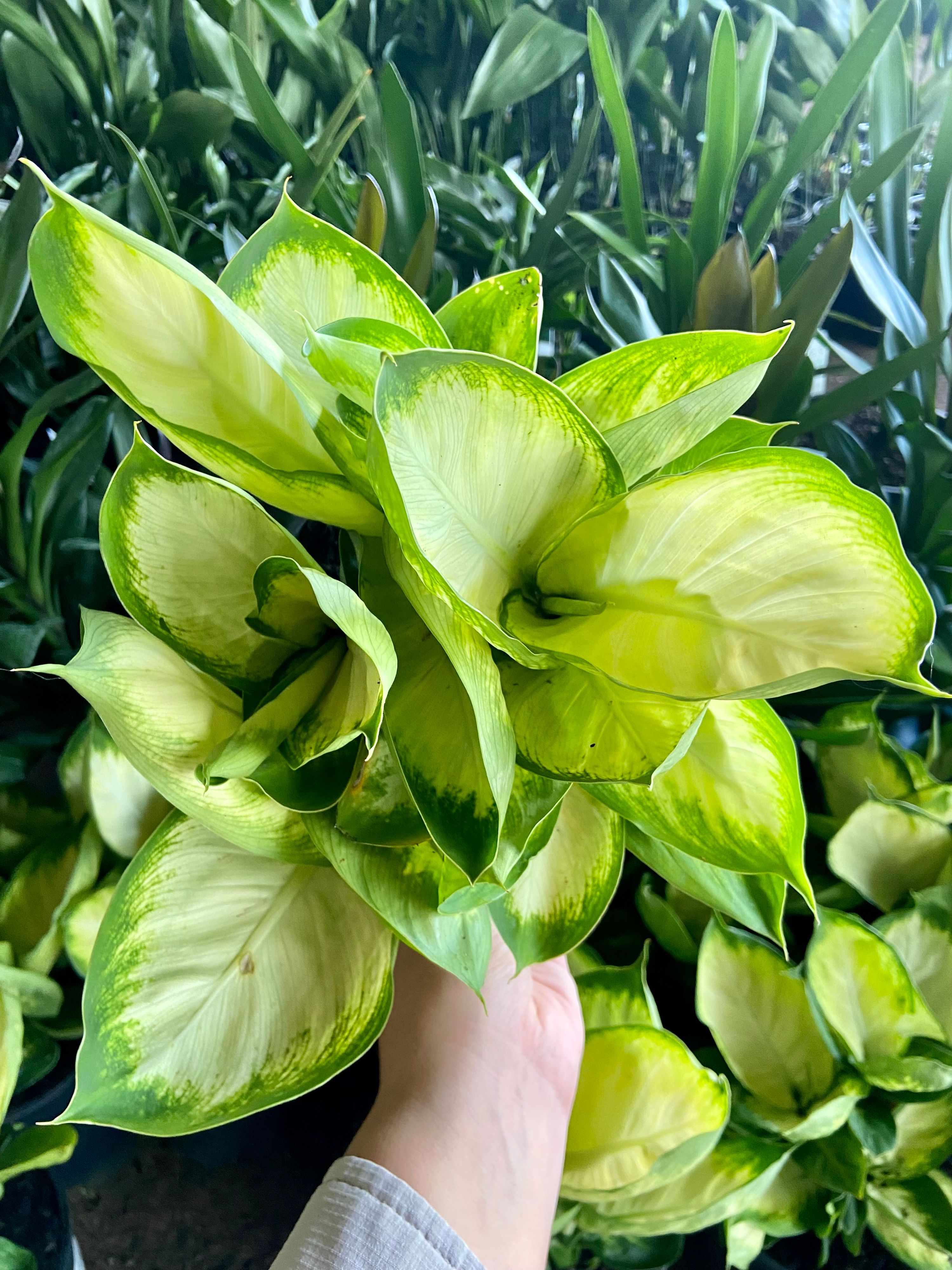 Dieffenbachia Tropic Marianne grown at the nursery