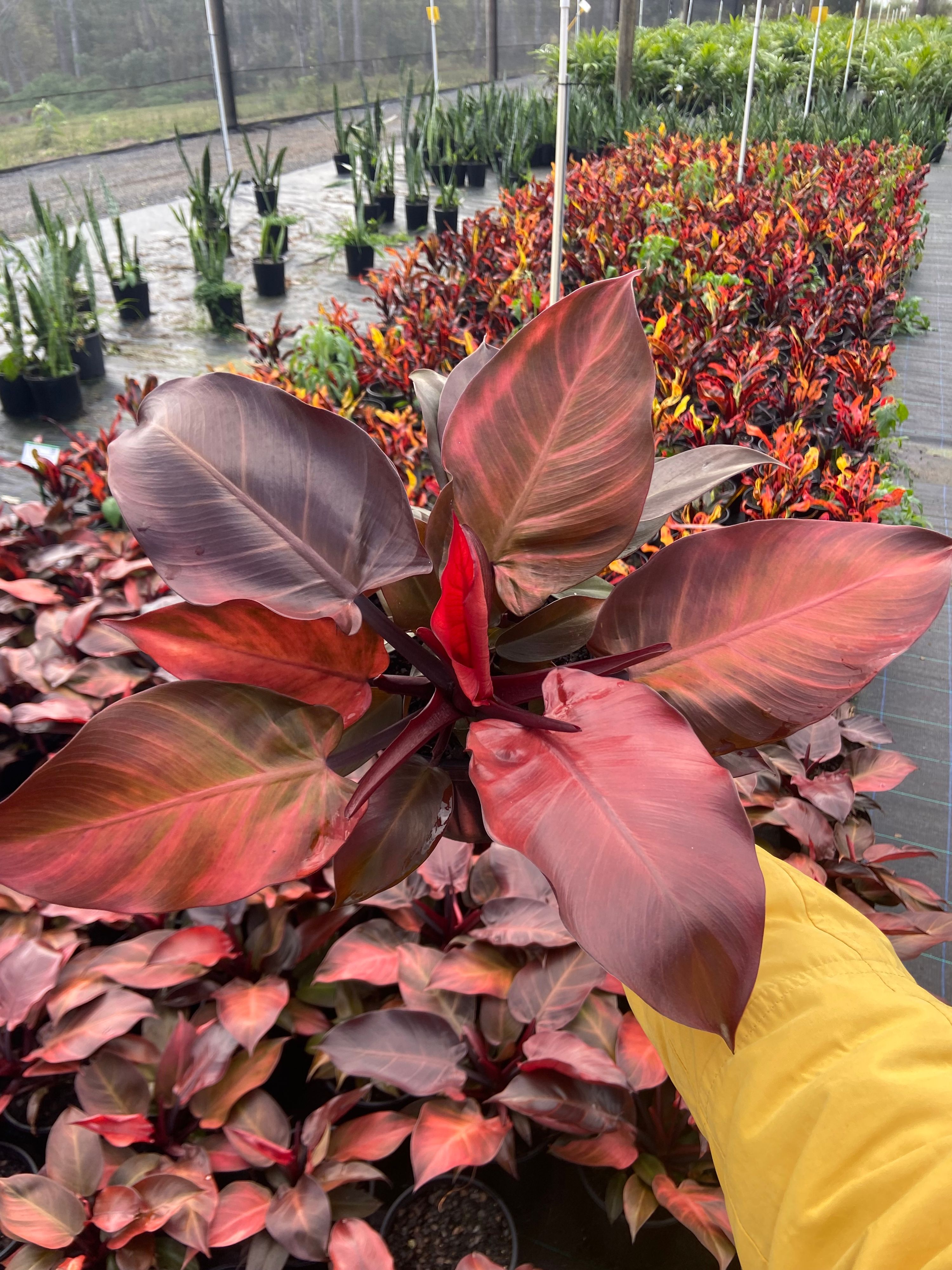 Philodendron Prince of Orange, photo 2