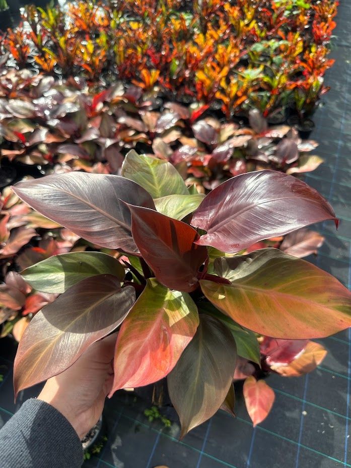 Philodendron Prince of Orange grown at the nursery