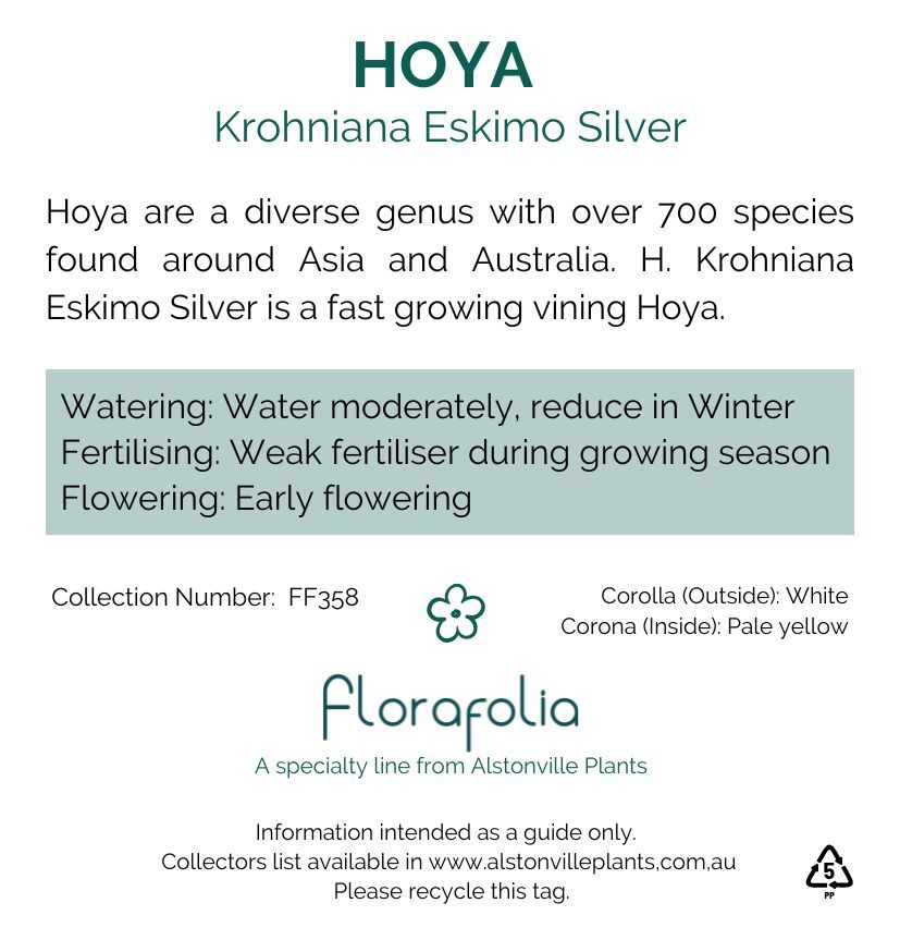 Hoya krohniana Silver grown at the nursery