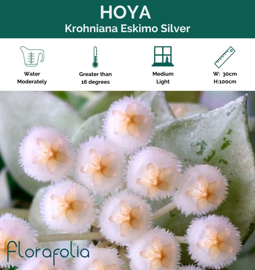 Hoya krohniana Silver, photo 2
