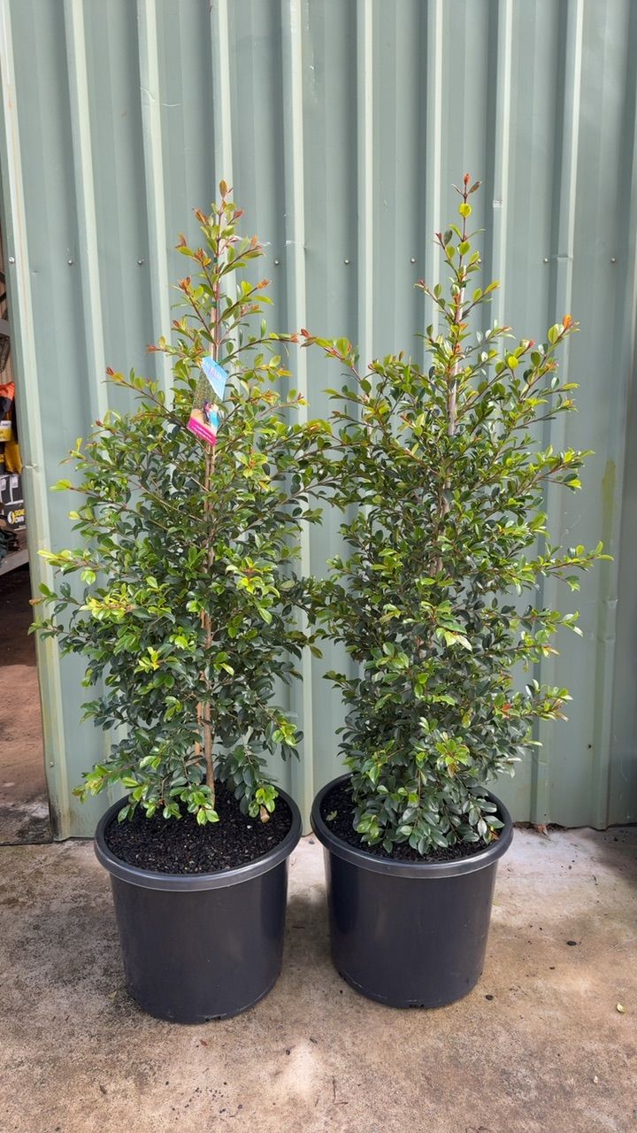 Syzygium australe Backyard Bliss, photo 2