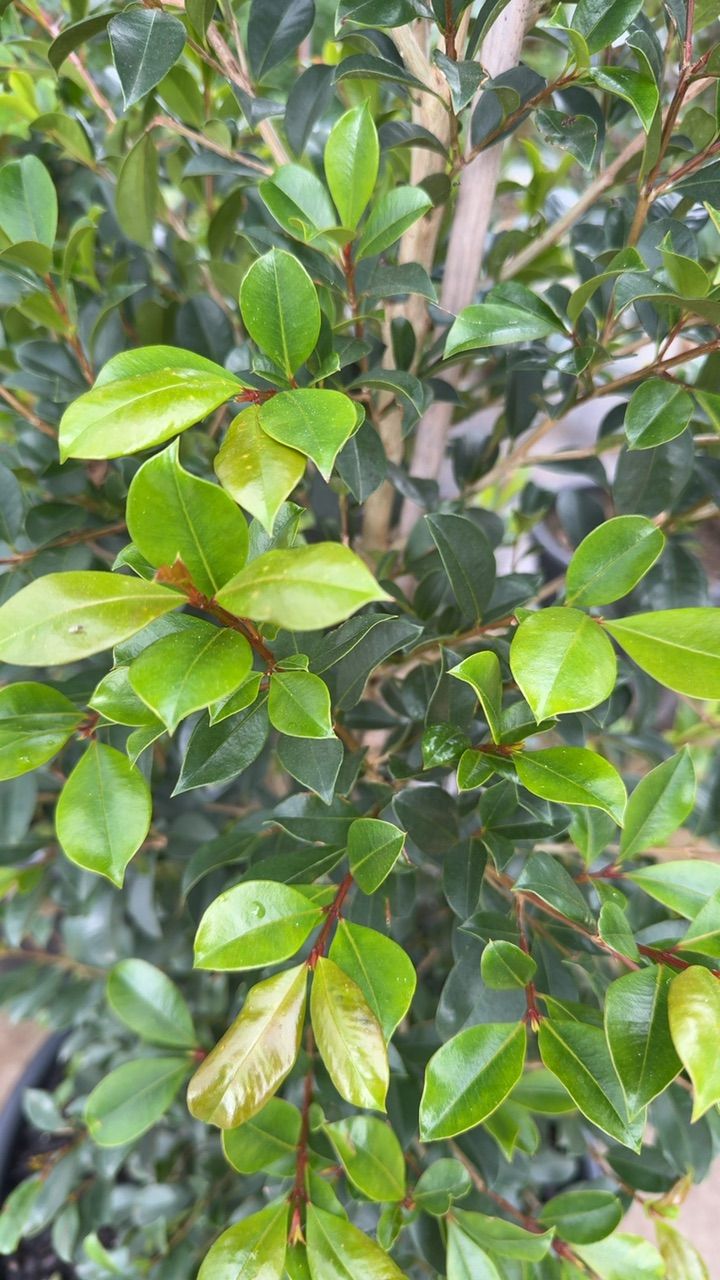 Syzygium australe Backyard Bliss, photo 3