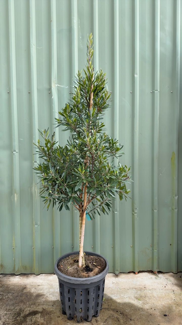 Tristaniopsis laurina Lime Spire PBR grown at the nursery