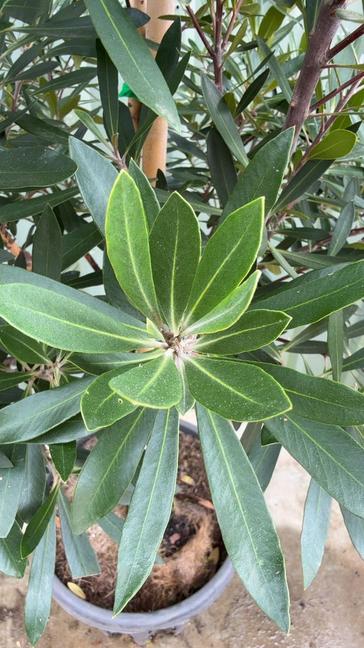 Tristaniopsis laurina Lime Spire PBR, photo 2