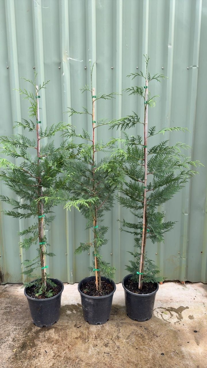Cupressocyparis leylandii Better Green PBR grown at the nursery