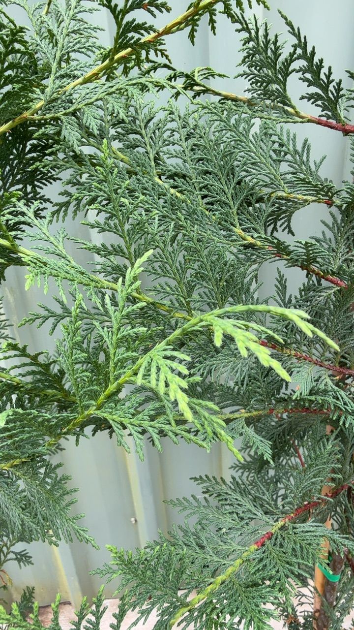 Cupressocyparis leylandii Better Green PBR, photo 2