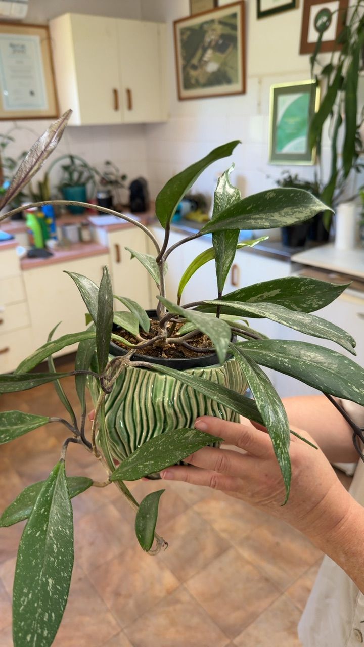 Hoya pubicalyx, photo 5