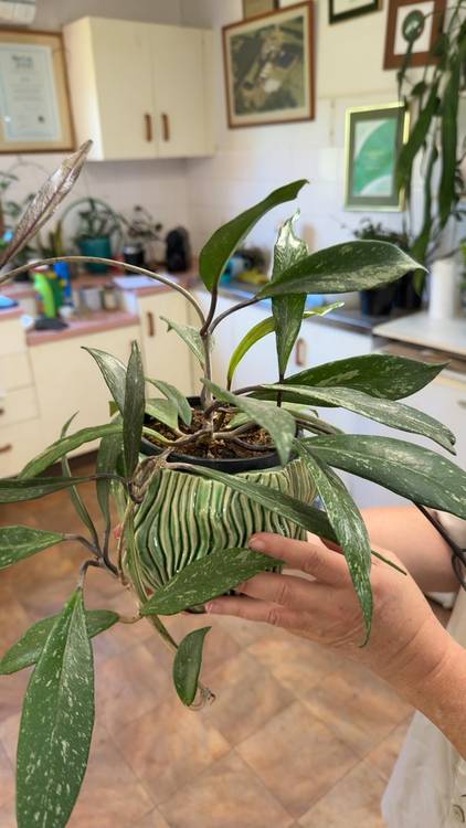 Hoya pubicalyx, photo 5
